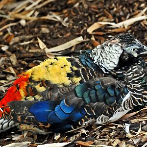 LADY AMIRHIST'S PHEASANT