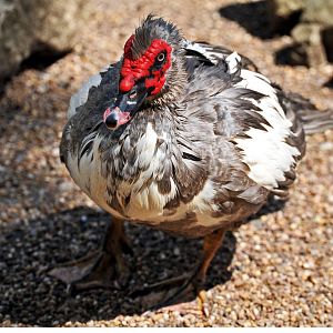 MUSCOVY DUCK