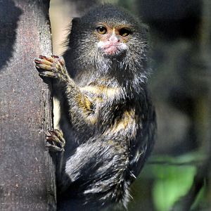 PYGMY MARMOSET