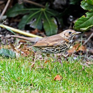 THRUSH MISTLE OR SONG