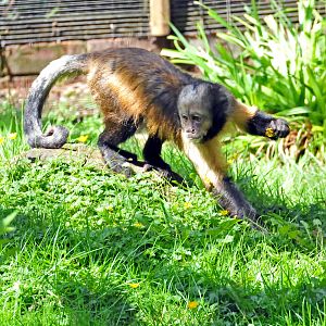 CAPUCHIN