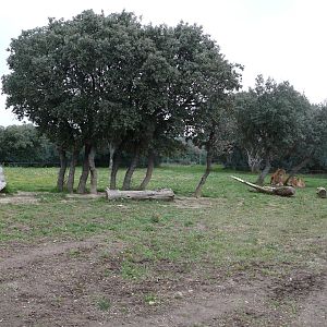 African lions exhibit