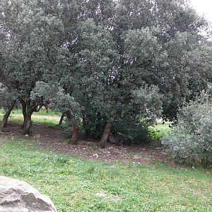 European lynx exhibit