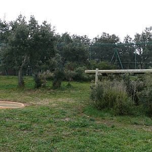 Persian leopards exhibit