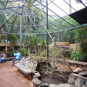 Walk through Australasian aviary