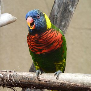 Rainbow lorikeet