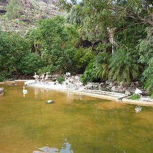 Pelican, stork and swan enclosure