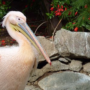 Great white pelican