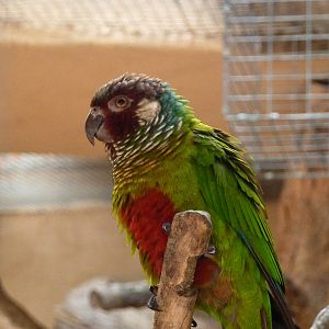 White-eared parakeet