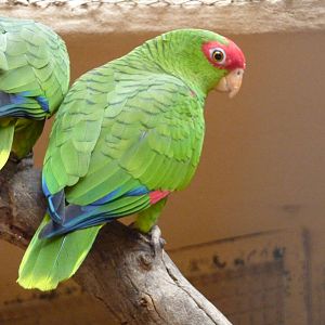 Red-spectacled amazon