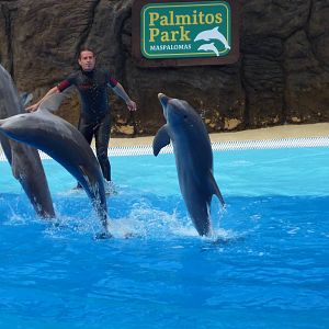 Dolphin show