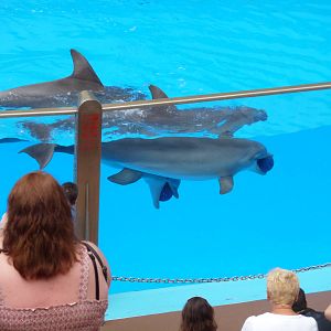 Dolphin show