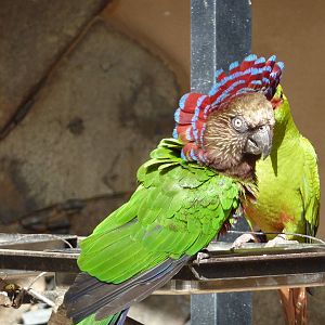 Southern red-fan parrot