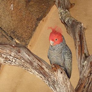 Gang-gang cockatoo