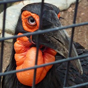 Southern ground hornbill