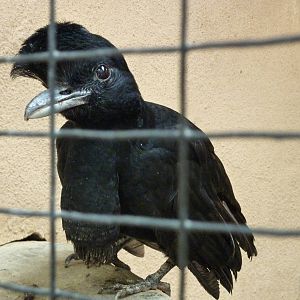 Long-wattled umbrellabird