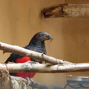 Pesquet's parrot