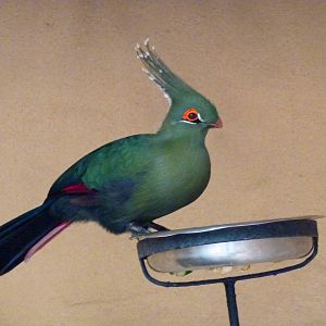 Schalow's turaco