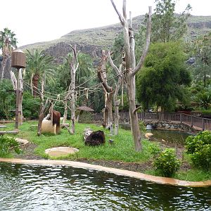 Gibbon & orangutan island