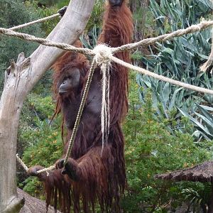 Brachiating orangutan