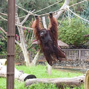 Brachiating orangutan