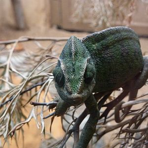 Common chameleon