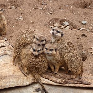 Meerkats