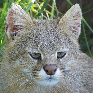 Pampas Cat