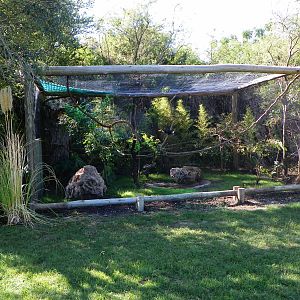 Toco Toucan in Bioparque M'Bopicuá
