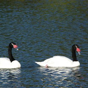 Black-necked Swans
