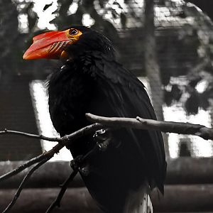 Female Writhed Hornbil