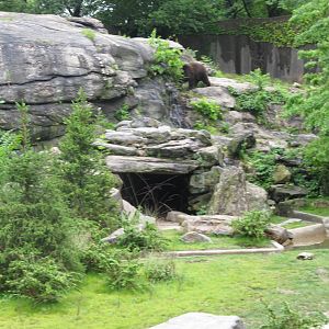 Bronx Zoo 2011 Brown Bear exhibit renovation