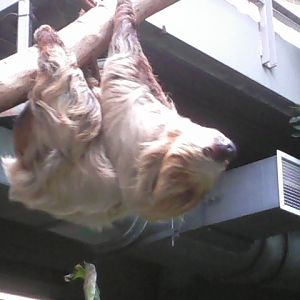 Moe the female Linnaeus's two-toed sloth