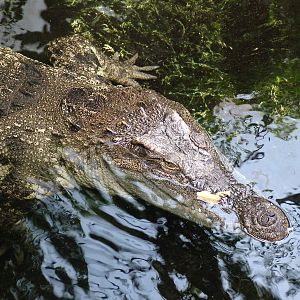 Siamese Crocodile at Barcelona, 30/05/11