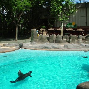 Seal Pool at Barcelona, 30/05/11