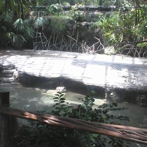 Manatee Springs- American Crocodile exhibit