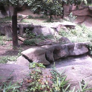 Tiger Canyon- White Tiger exhibit