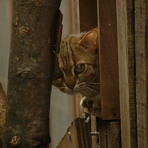Rusty Spotted Cat - July 2011