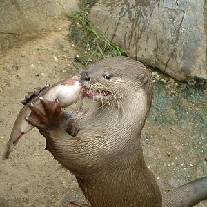 Smooth-coated Otter - July 2011