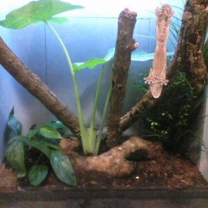 World of the Insect- Henkel's Leaf-tailed Gecko exhibit