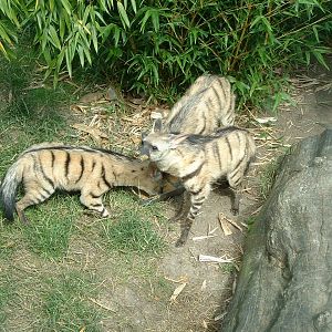 Aardwolf - July 2011