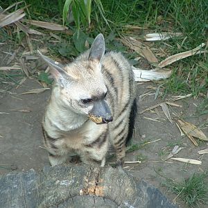 Aardwolf - July 2011
