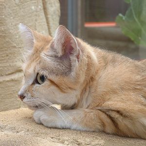 Arabian Sand Cat - July 2011