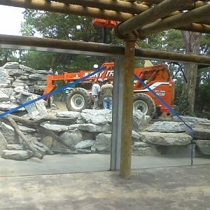 Night Hunters- Future Cougar exhibit