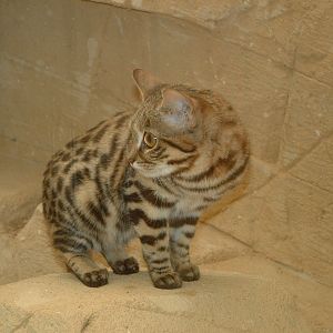 Black-footed Cat - July 2011