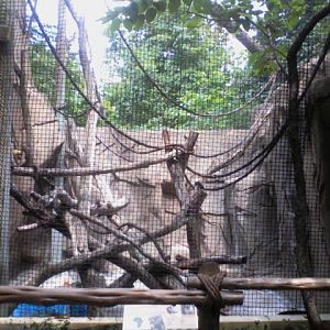 Gorilla World- Grey's Crowned Guenon exhibit