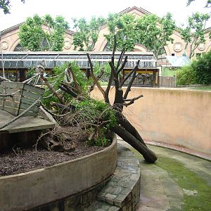 Mandrill Exhibit at Barcelona, 30/05/11