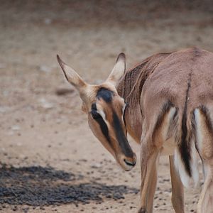 Black-faced Impala at Barcelona, 30/05/11