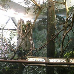 Wings of the World- Part of the Amazon display