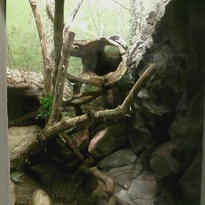 World of the Insect- Black Tree Monitor exhibit